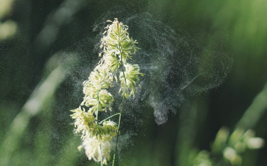 NOAA’s RAP-Chem Atmospheric Chemistry Prediction System Reveals How Pollen Can Change the Weather