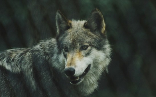 Poisoned Carcass Kills Protected Wolves and Eagles in Oregon