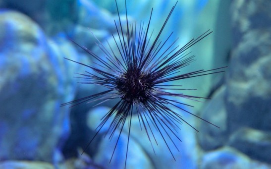 Deadly Pathogen Kills Sea Urchins, Threatens Coral Reefs in Global Epidemic