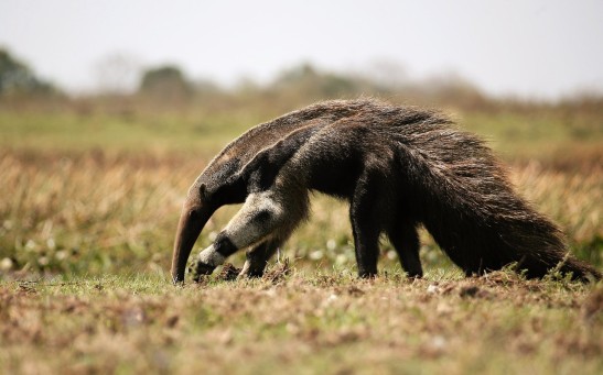 anteater