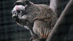 Hong Kong’s Oldest Zoo Investigates Monkey Deaths After Nine Die in Two Days