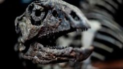 Cold, Not Heat, Caused Mass Extinction 201.6 Million Years Ago: New Study